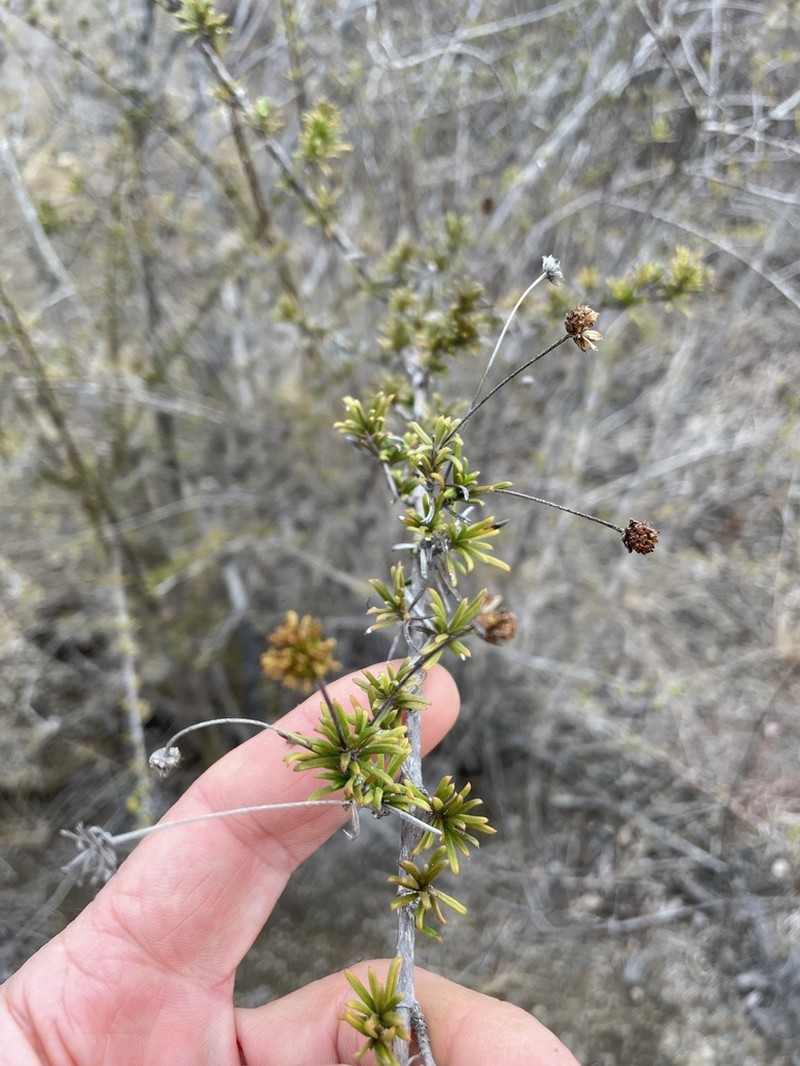 Trigonopterum laricifolium photo 3