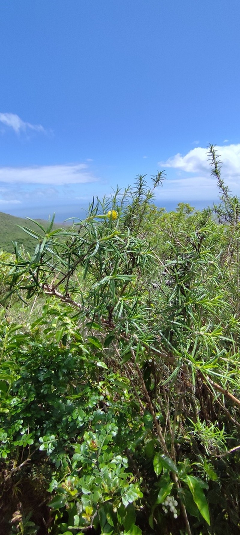 Trigonopterum laricifolium photo 4