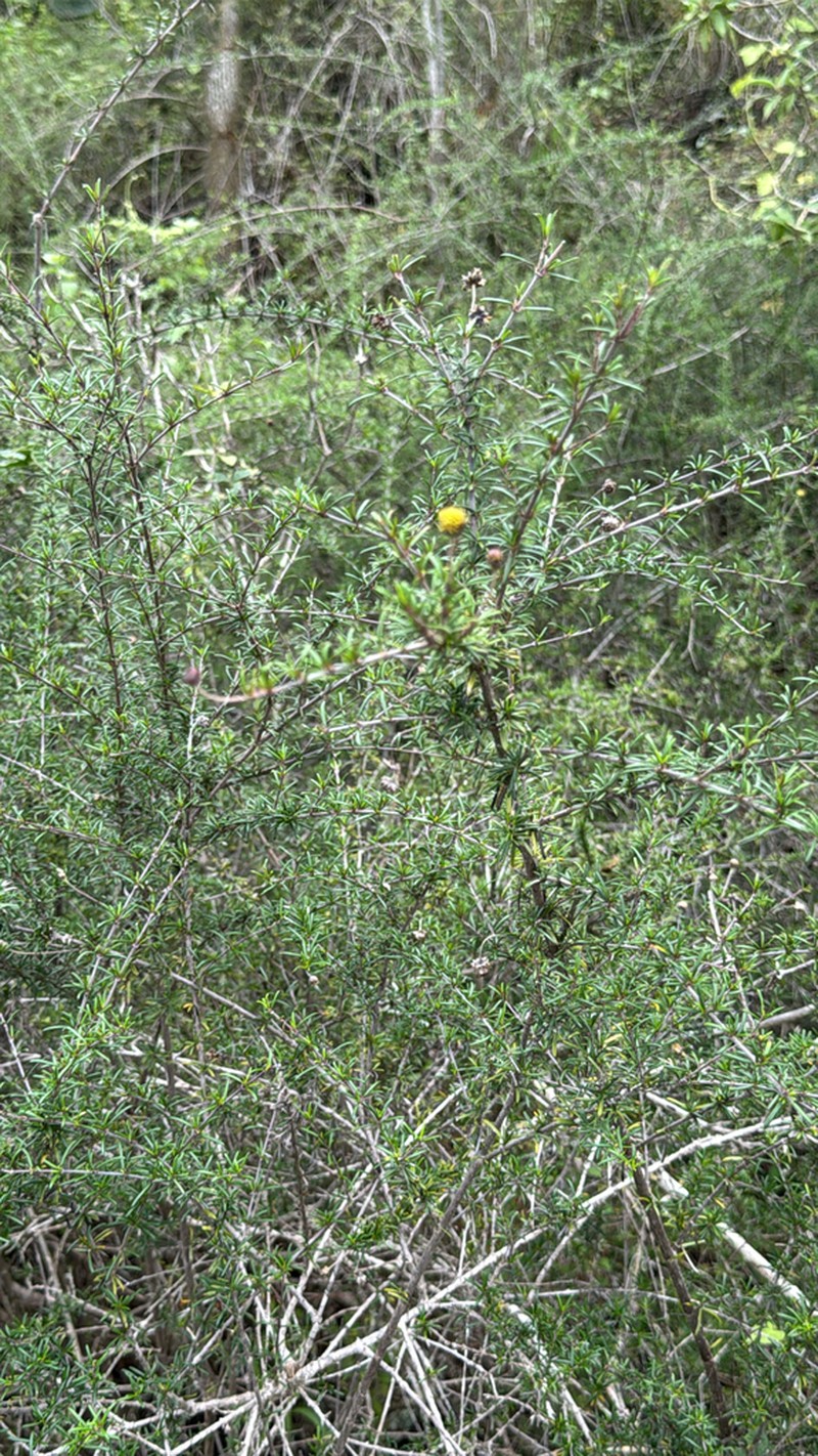Trigonopterum laricifolium photo 5