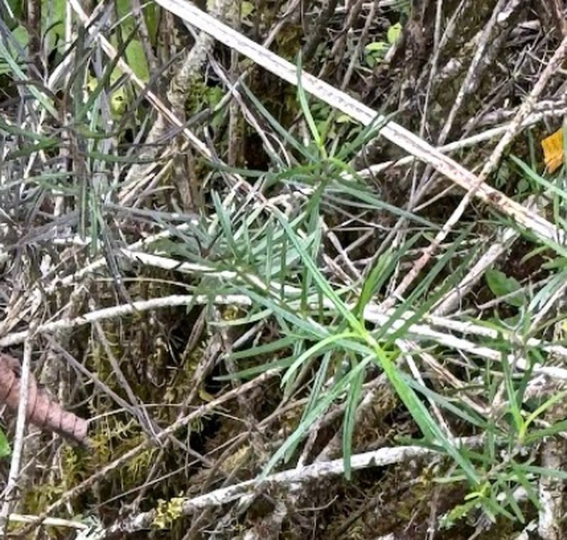 Trigonopterum laricifolium photo 6
