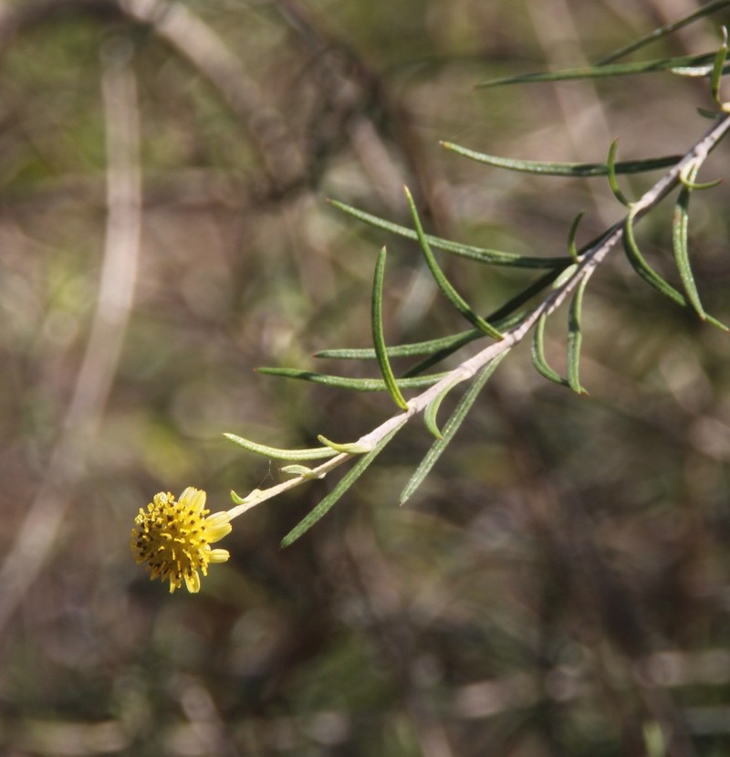 Trigonopterum laricifolium photo 7