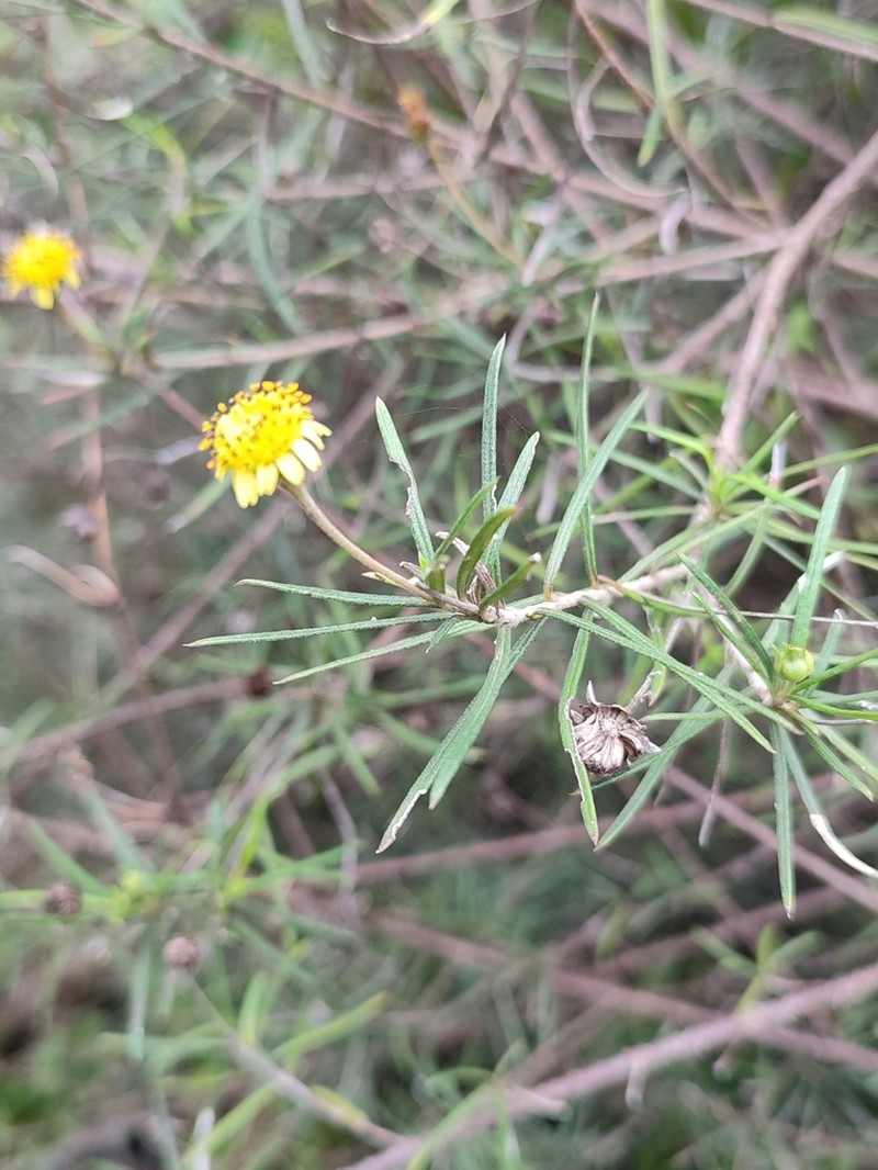 Trigonopterum laricifolium photo 8