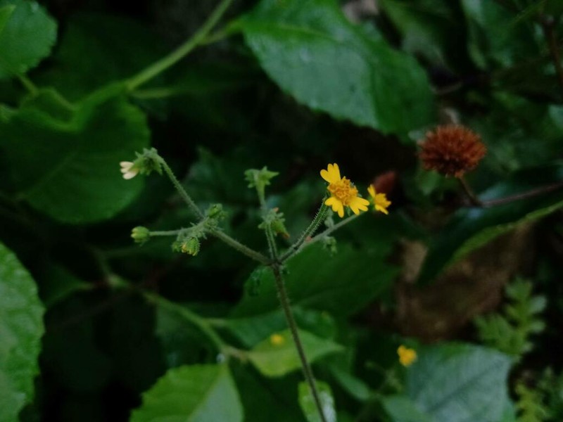 Trigonospermum adenostemmoides photo 3