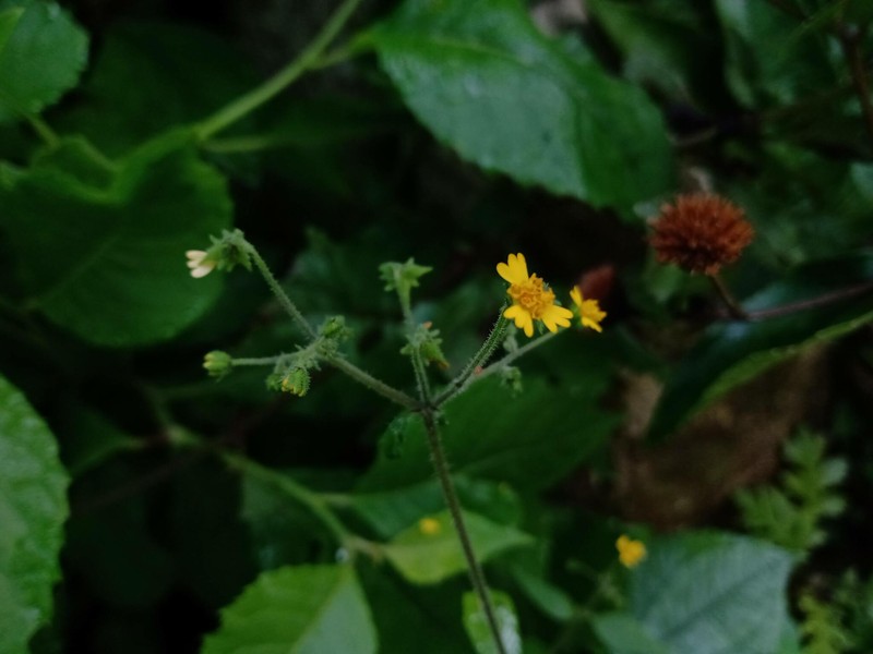 Trigonospermum adenostemmoides photo 4