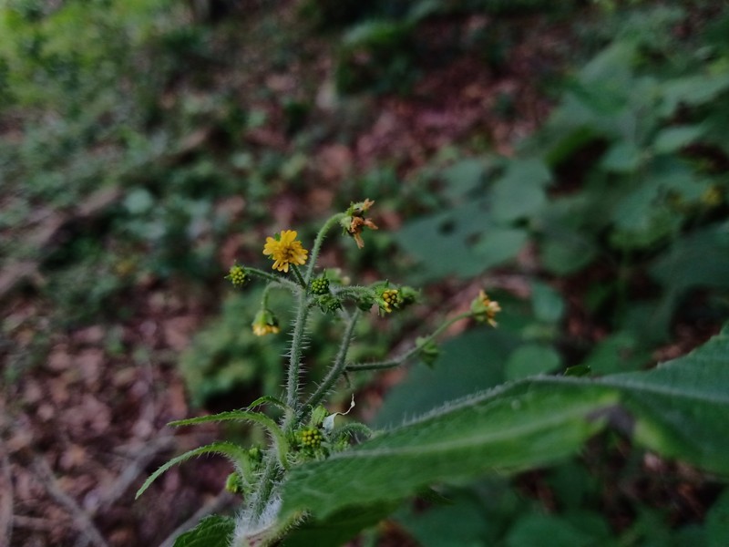 Trigonospermum adenostemmoides photo 5