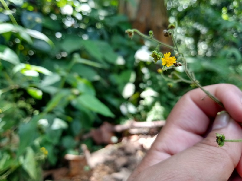 Trigonospermum adenostemmoides photo 6