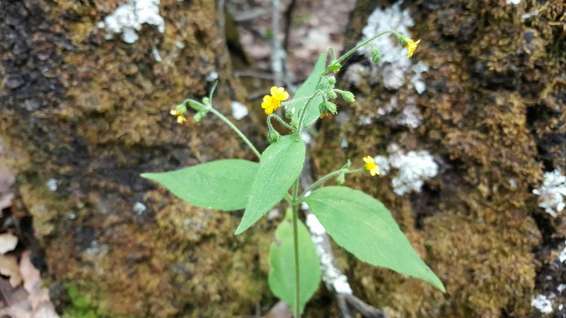 Trigonospermum annuum photo 3