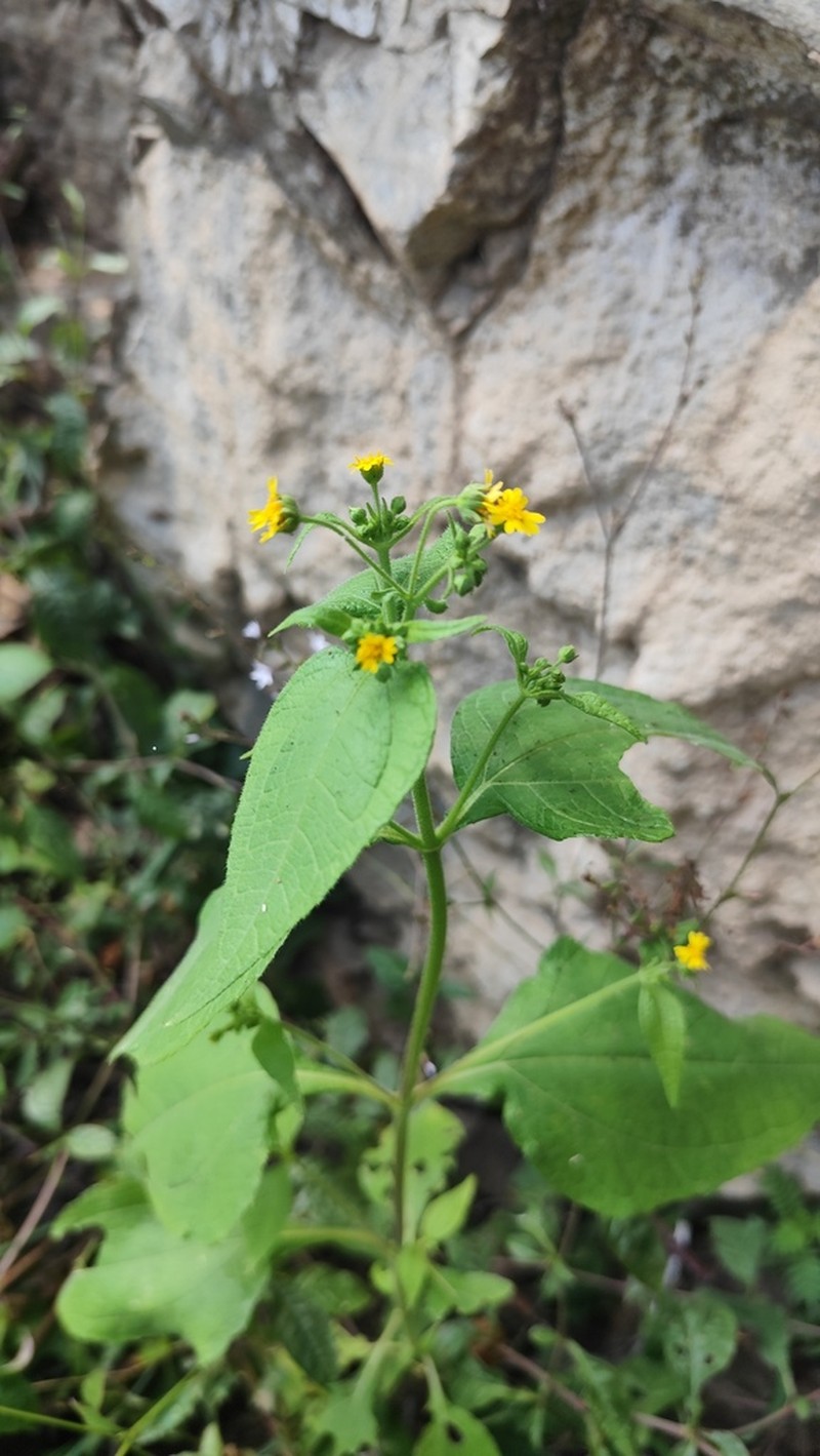 Trigonospermum annuum photo 6