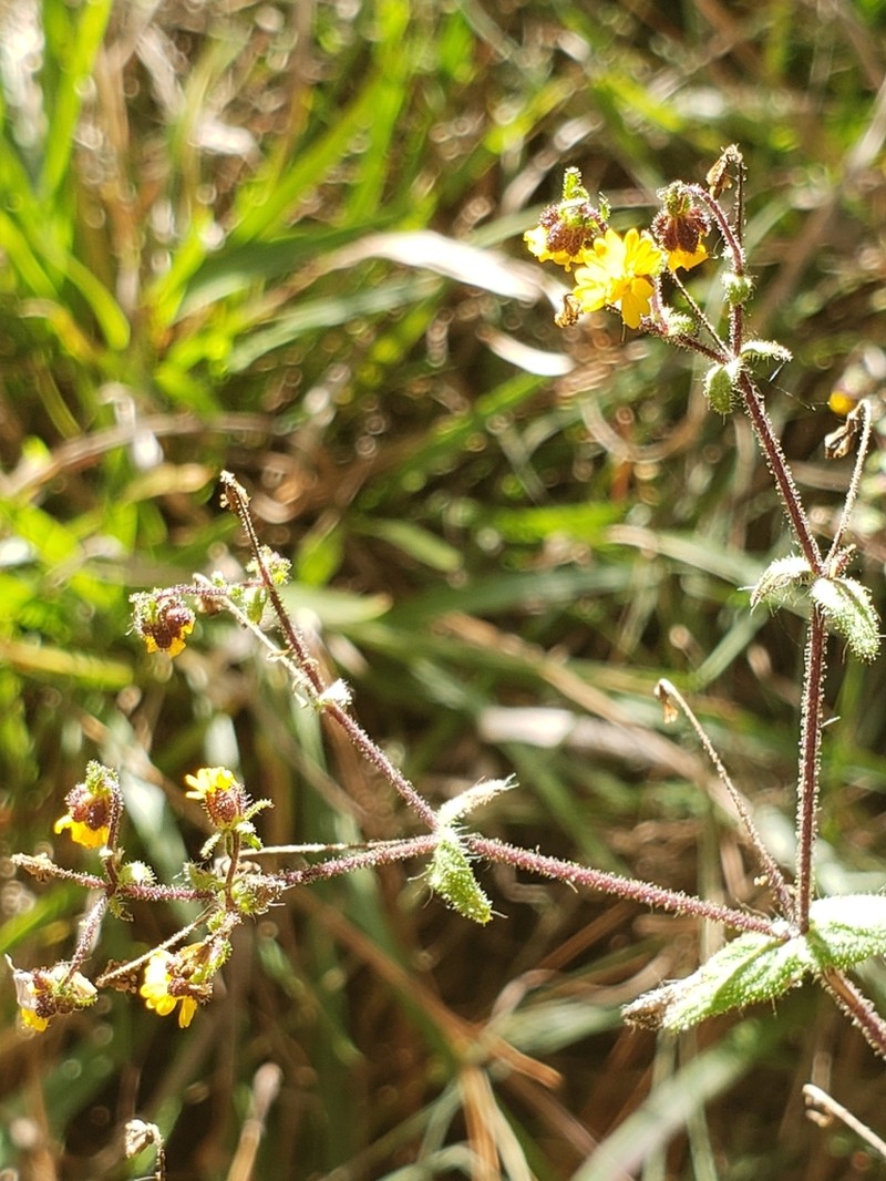 Trigonospermum annuum photo 8
