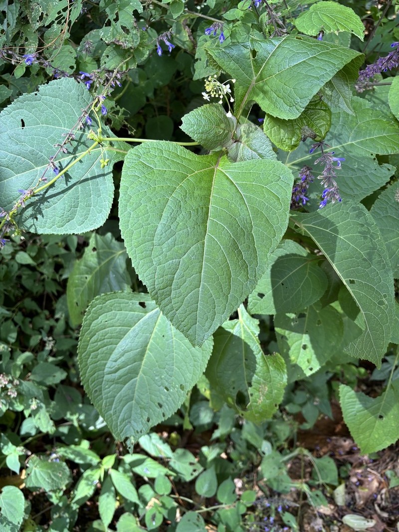 Trigonospermum melampodioides