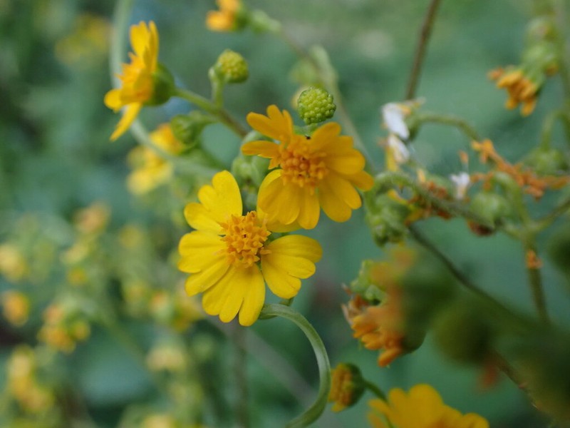 Trigonospermum melampodioides photo 2