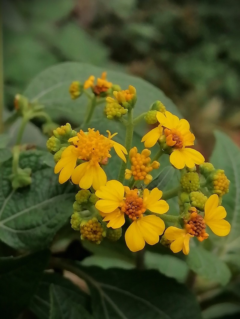 Trigonospermum melampodioides photo 3