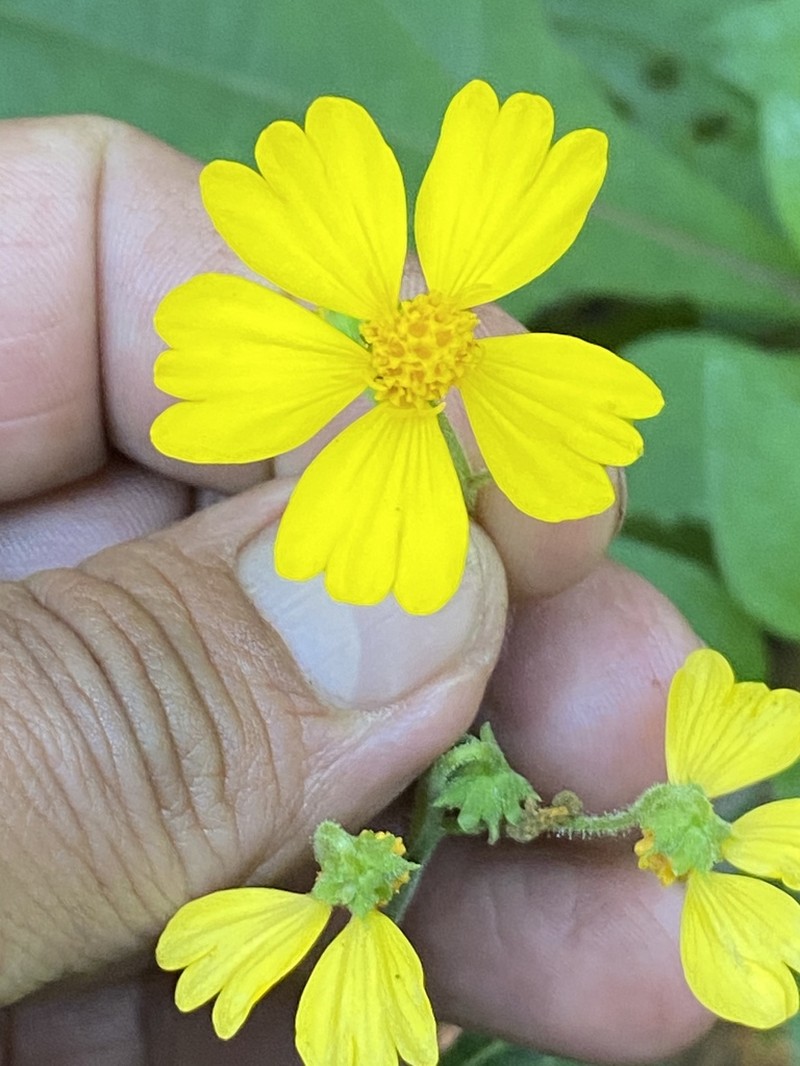 Trigonospermum melampodioides photo 4