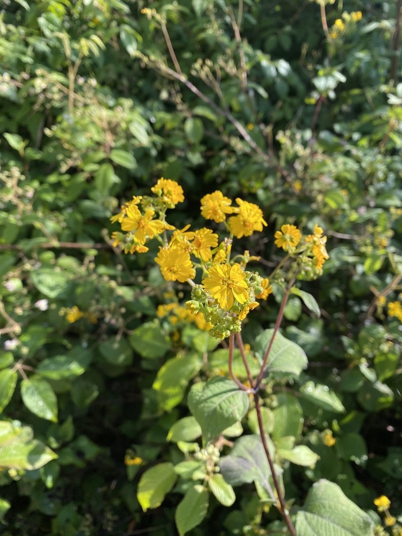 Trigonospermum melampodioides photo 5