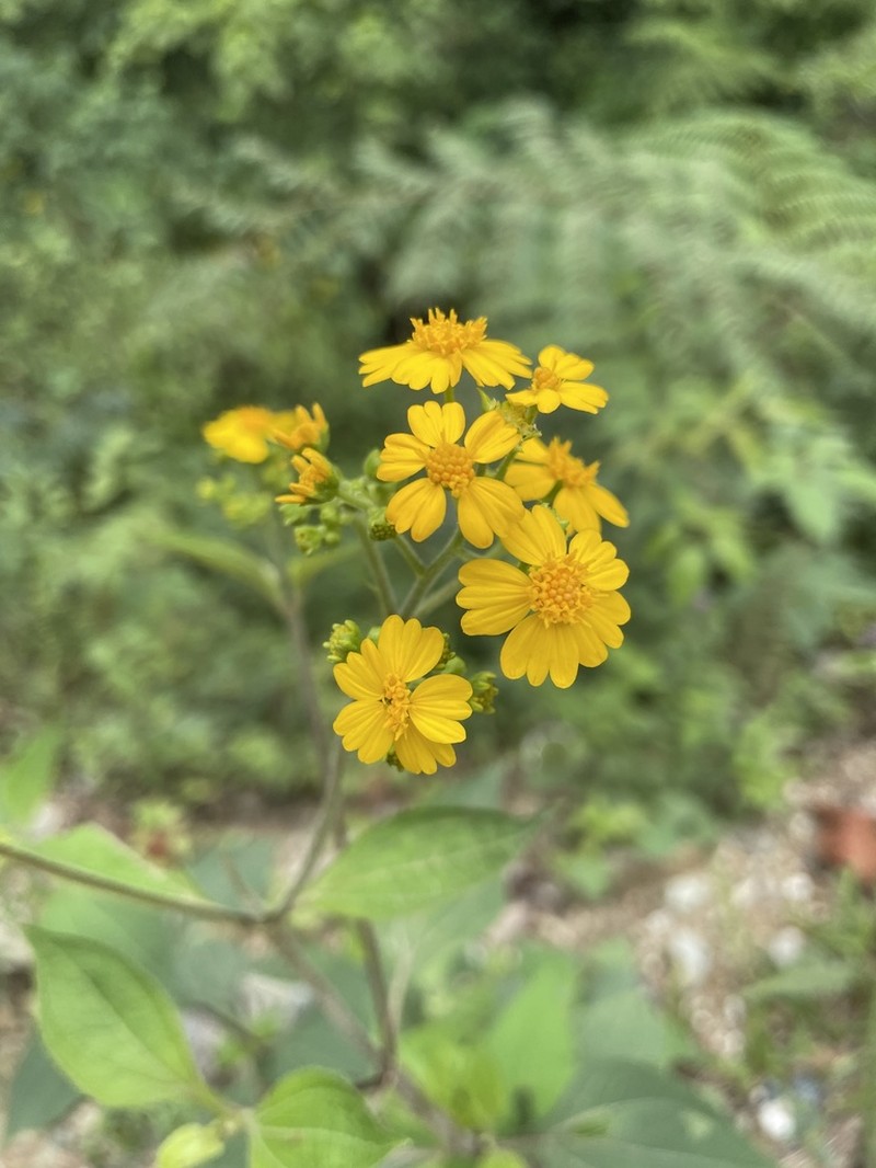 Trigonospermum melampodioides photo 6