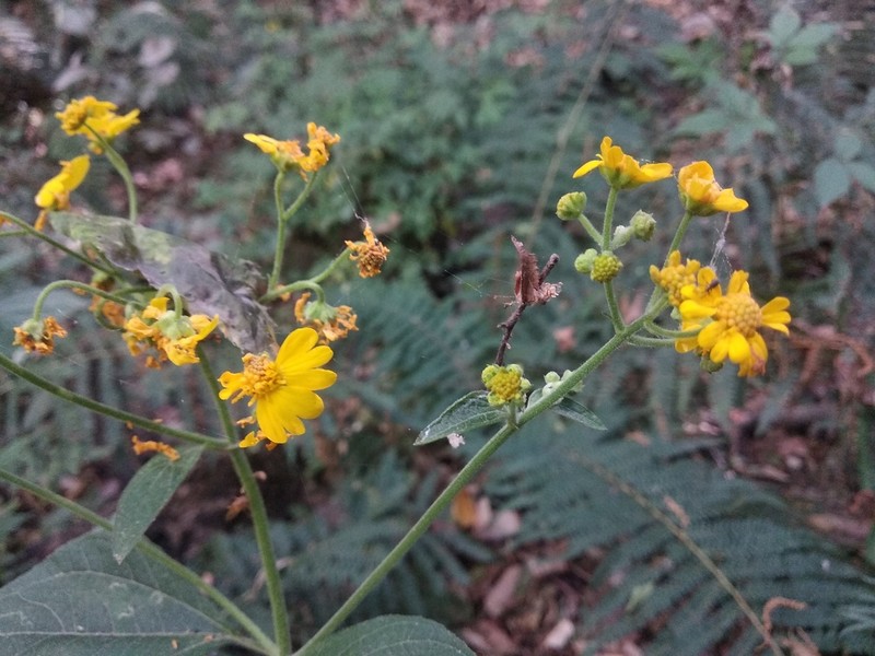 Trigonospermum melampodioides photo 7