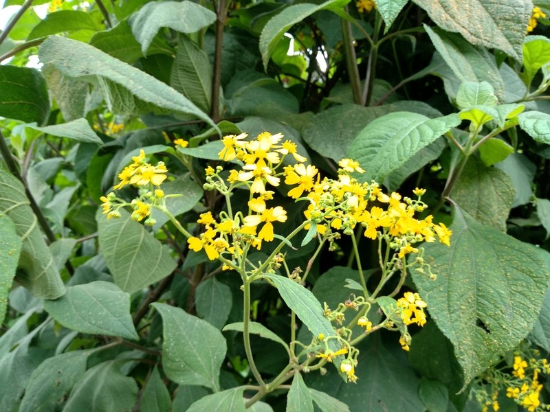 Trigonospermum melampodioides photo 8