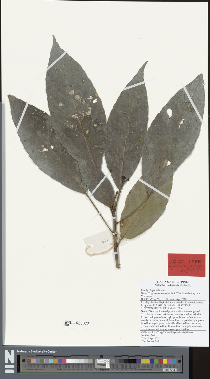 Trigonostemon palustris