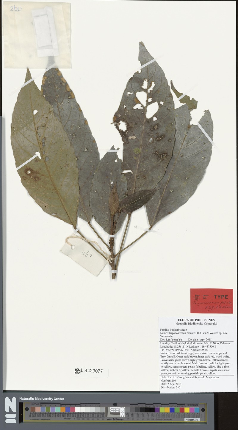 Trigonostemon palustris photo 2