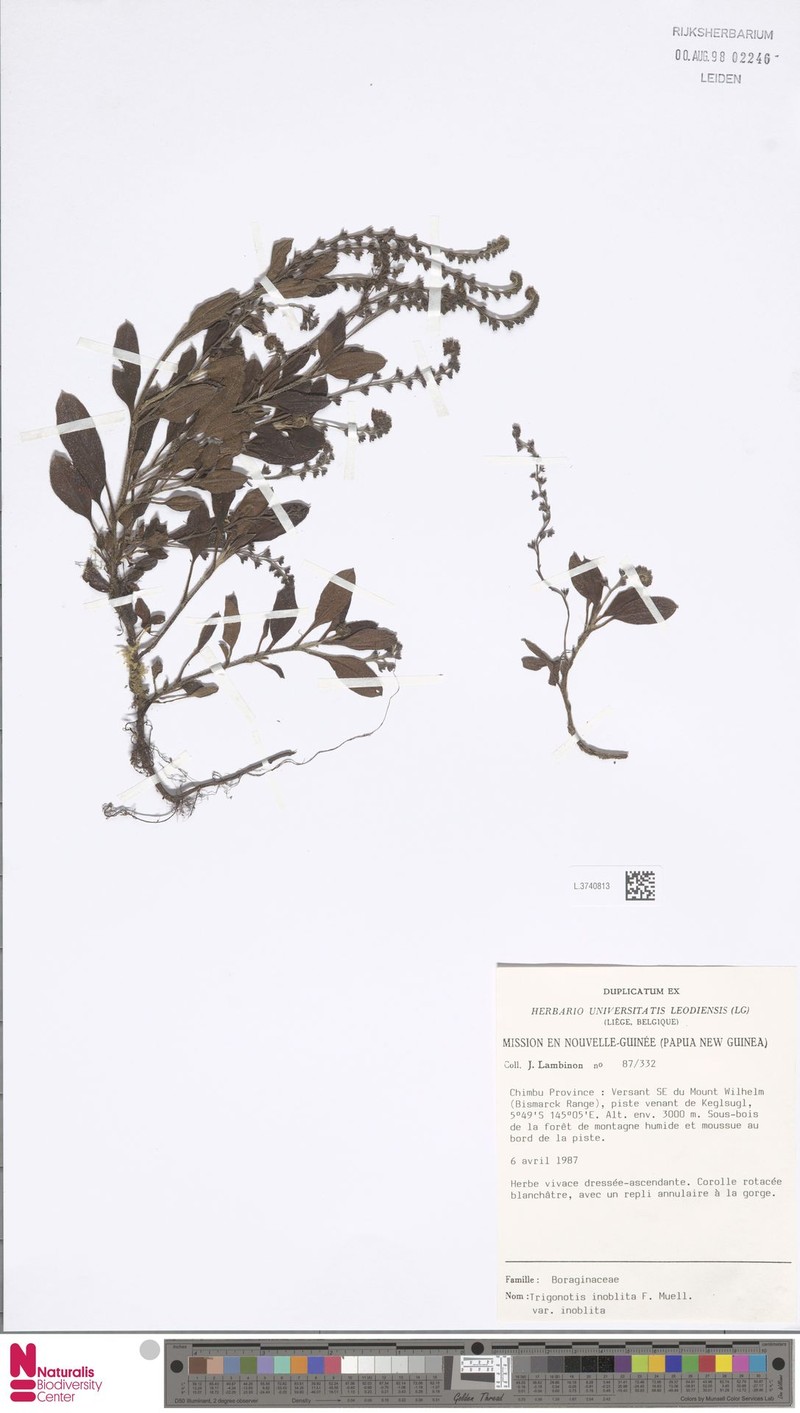 Trigonotis inoblita var. inoblita