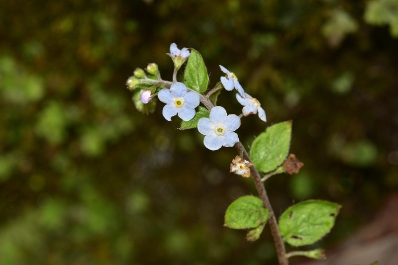 Trigonotis motuoensis