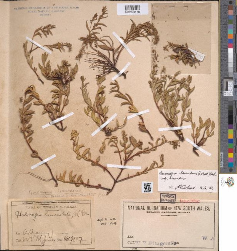 Trihaloragis hexandra subsp. hexandra