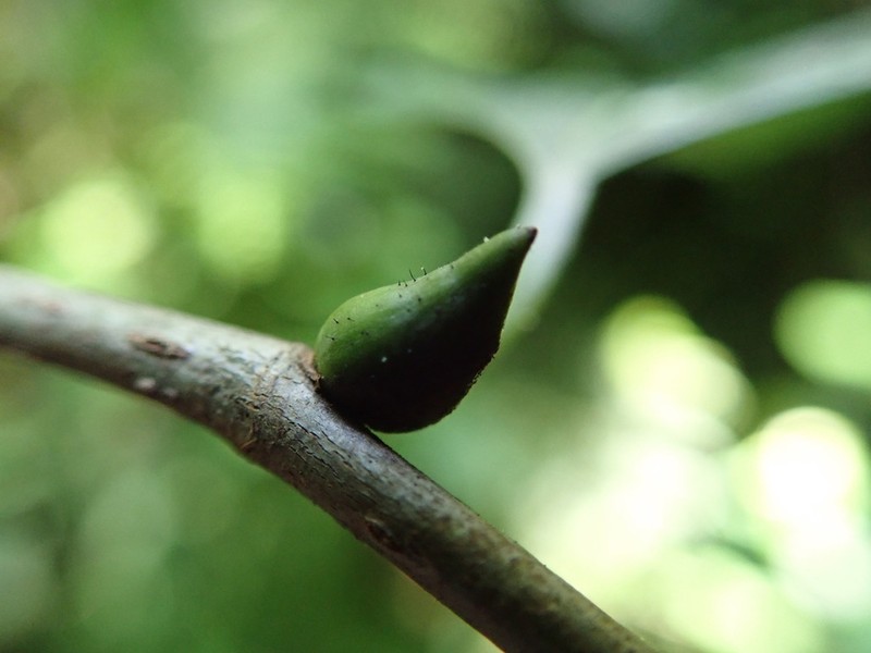 Trilepisium gymnandrum