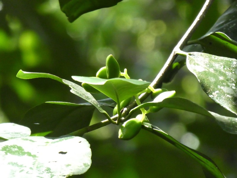 Trilepisium gymnandrum photo 3