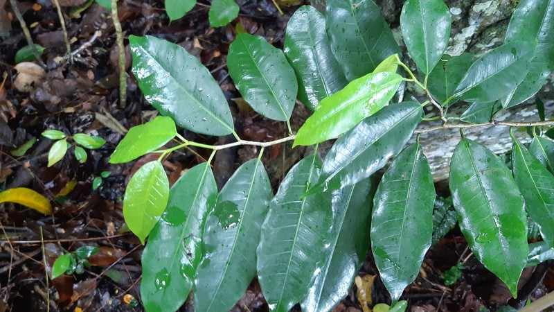 Trilepisium gymnandrum photo 4
