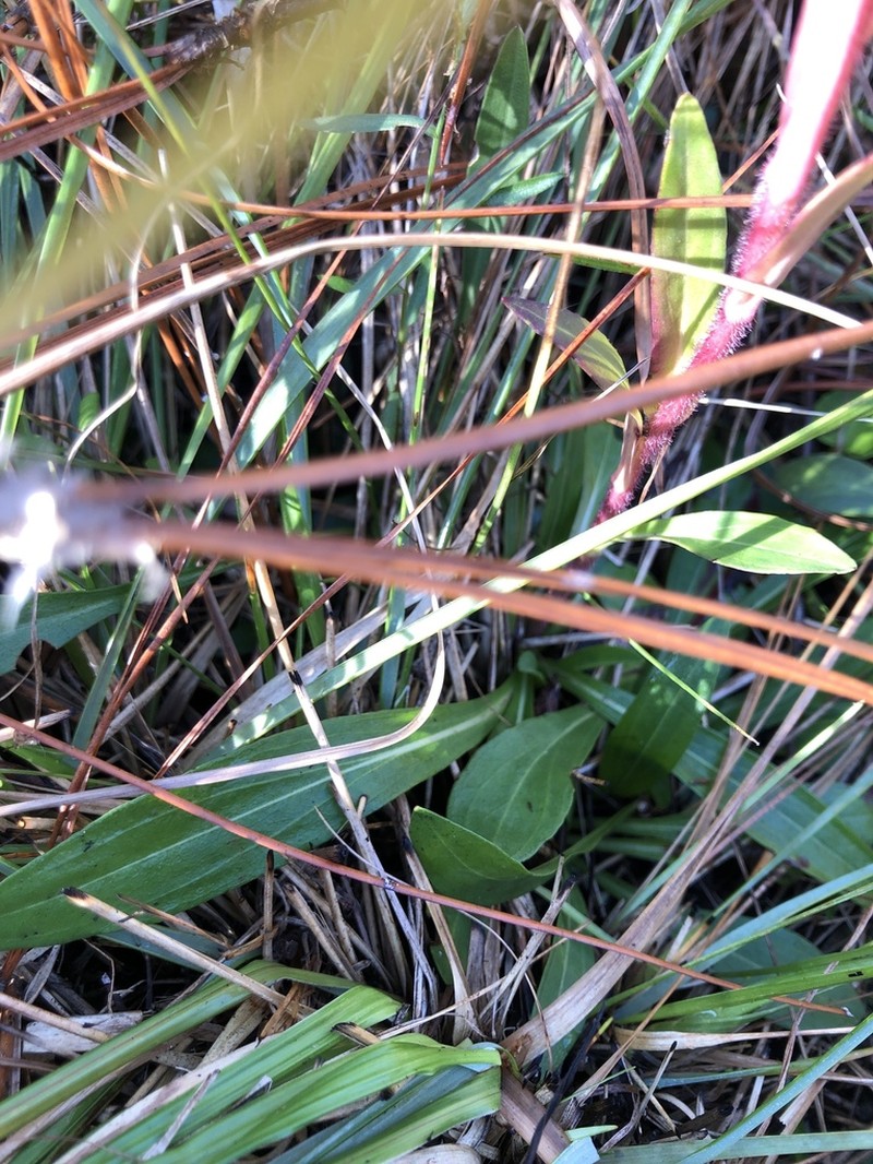 Hairy Chaffhead