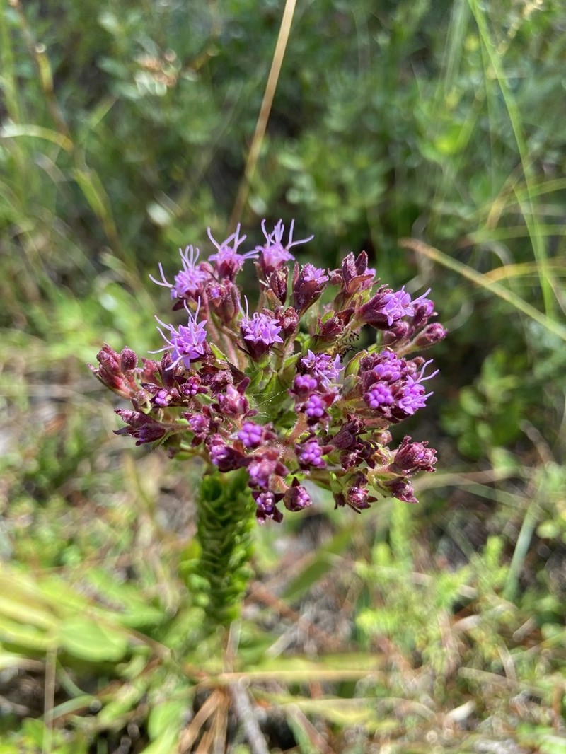 Hairy Chaffhead photo 5