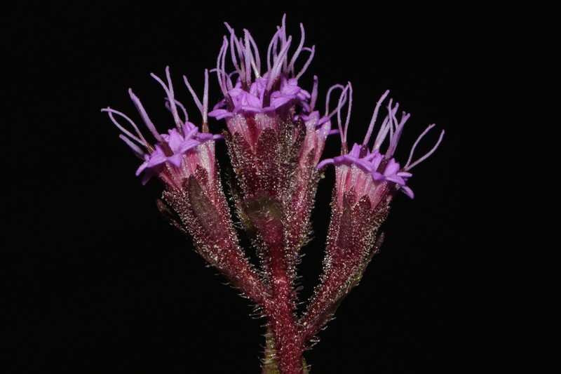 Hairy Chaffhead photo 6