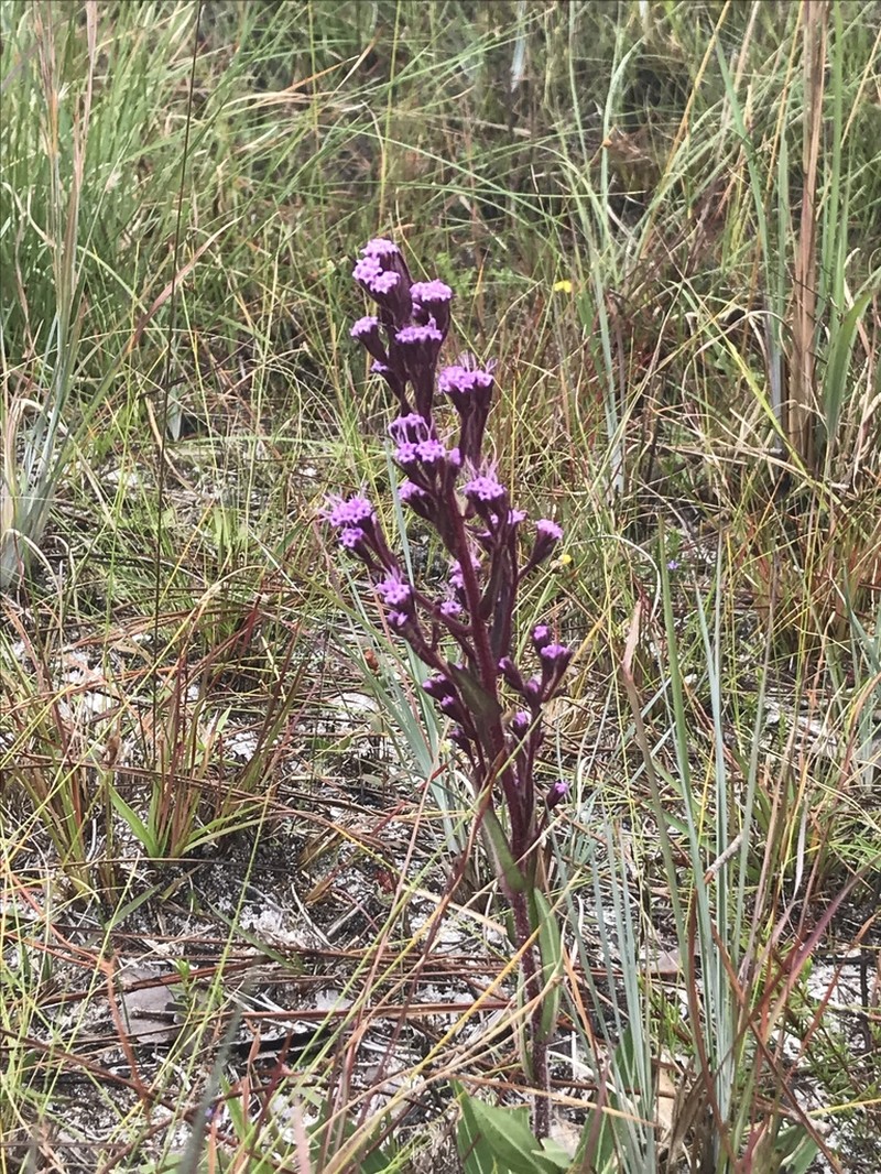 Hairy Chaffhead photo 7