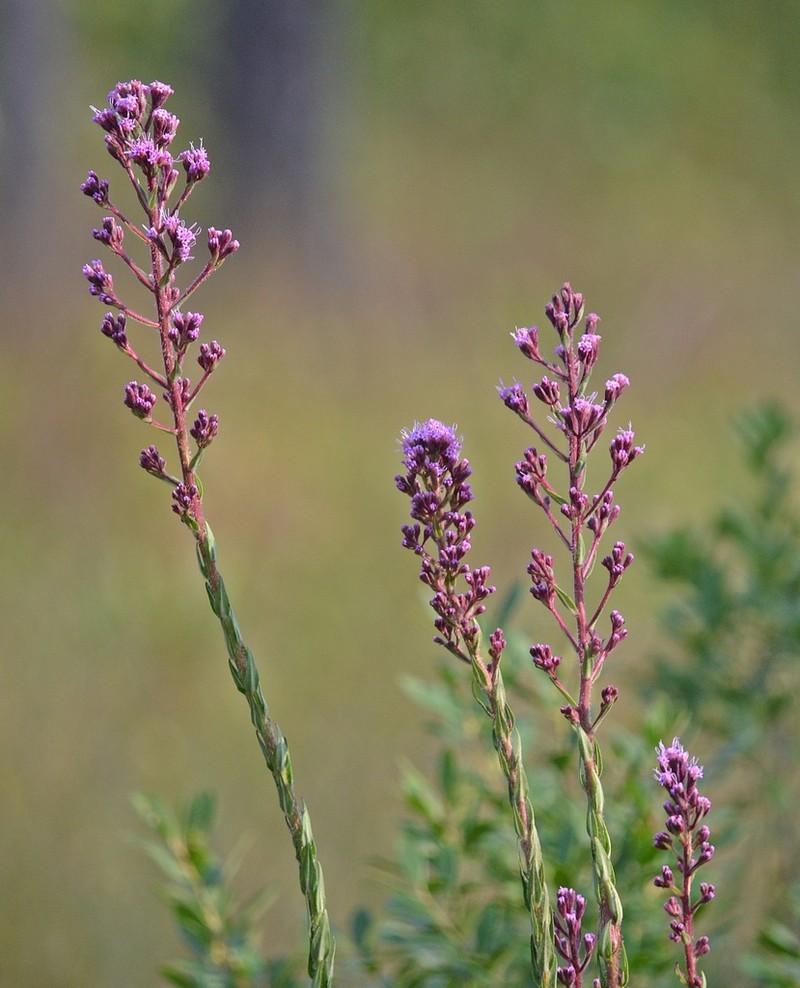 Hairy Chaffhead photo 8