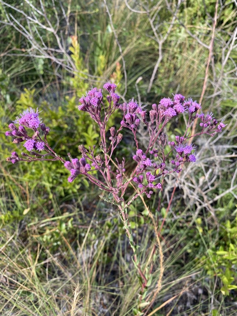 Trilisa subtropicana