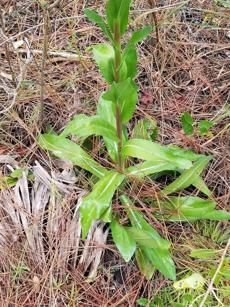 Trilisa subtropicana photo 6