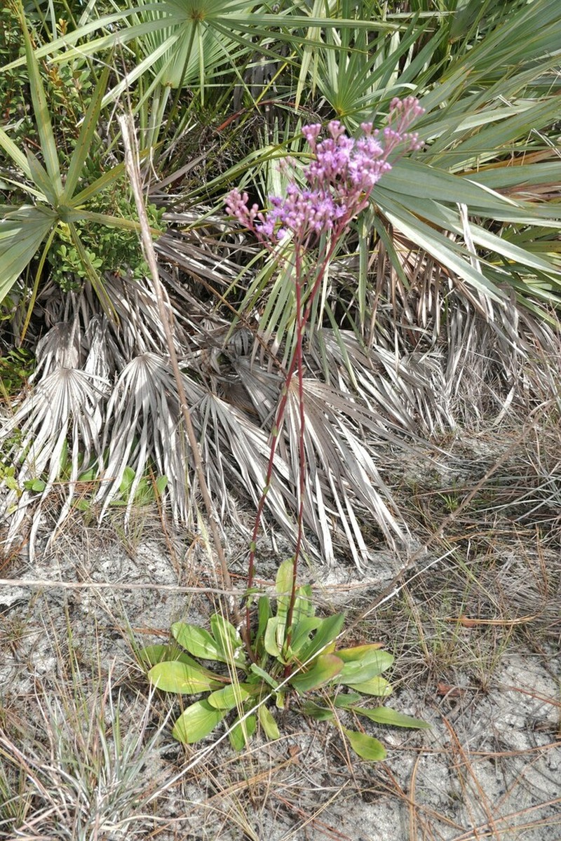 Trilisa subtropicana photo 8
