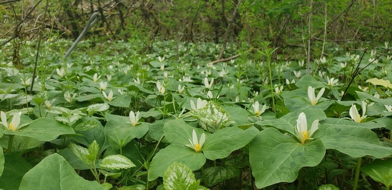 Giant White Wakerobin photo 2