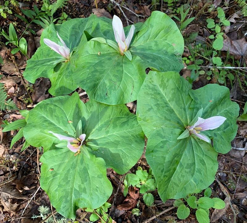 Giant White Wakerobin photo 3