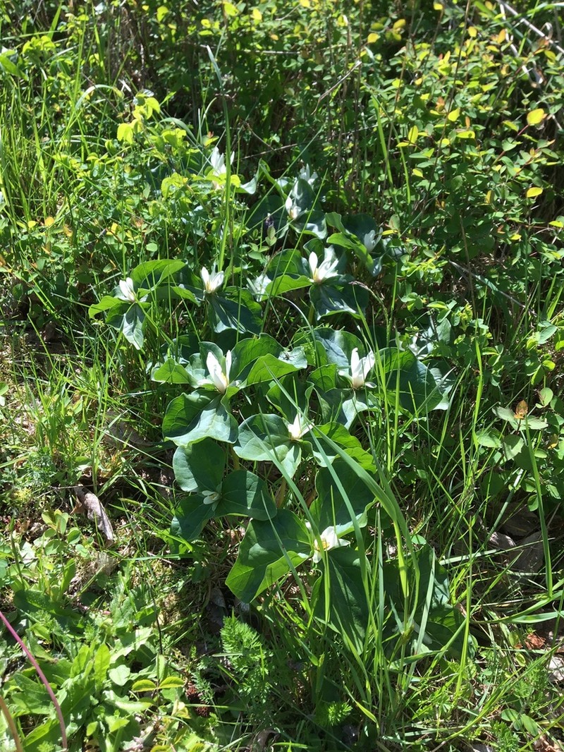 Giant White Wakerobin photo 4