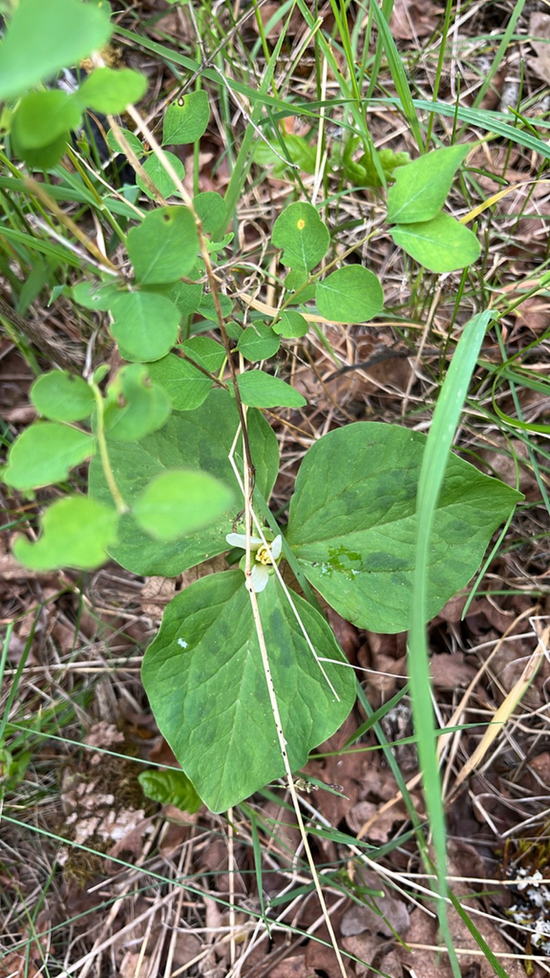 Giant White Wakerobin photo 5