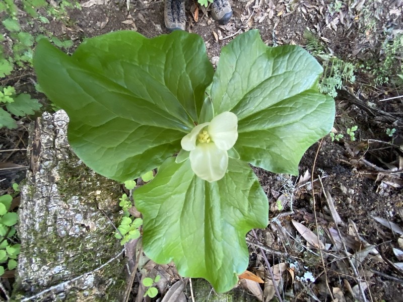 Giant White Wakerobin photo 6
