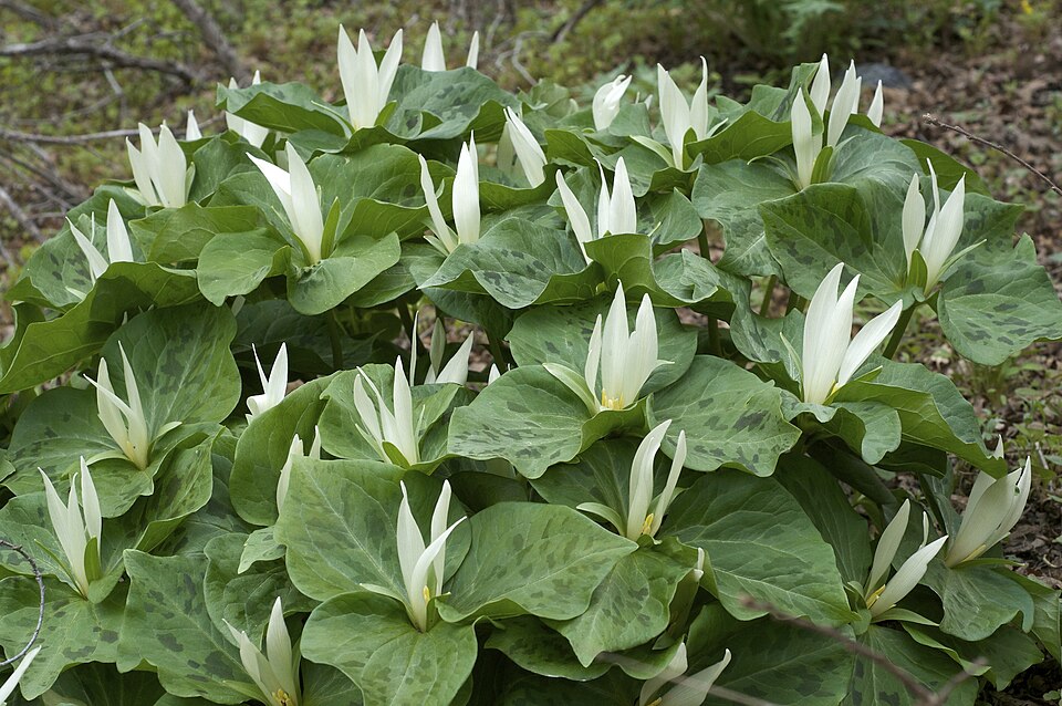 Giant White Wakerobin