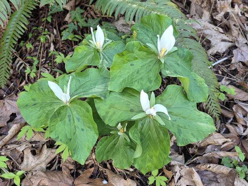 Trillium albidum subsp. albidum