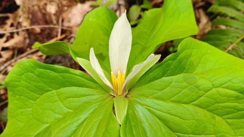 Trillium albidum subsp. albidum photo 2