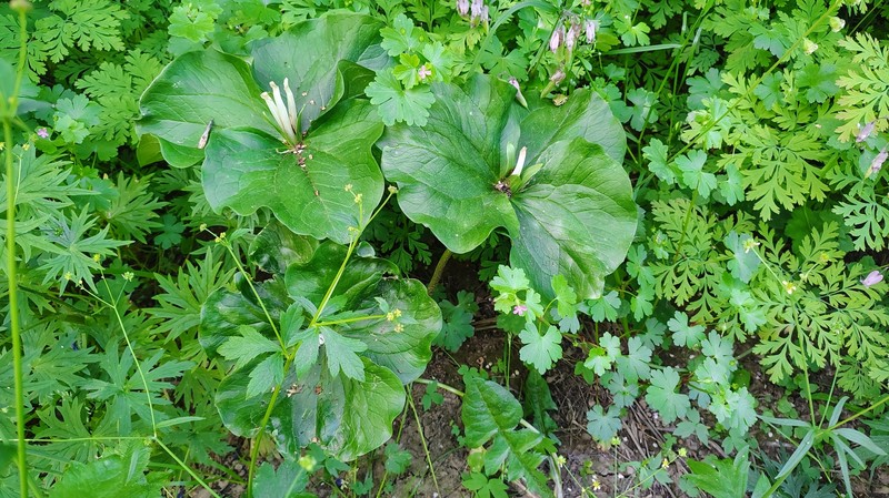 Trillium albidum subsp. albidum photo 3