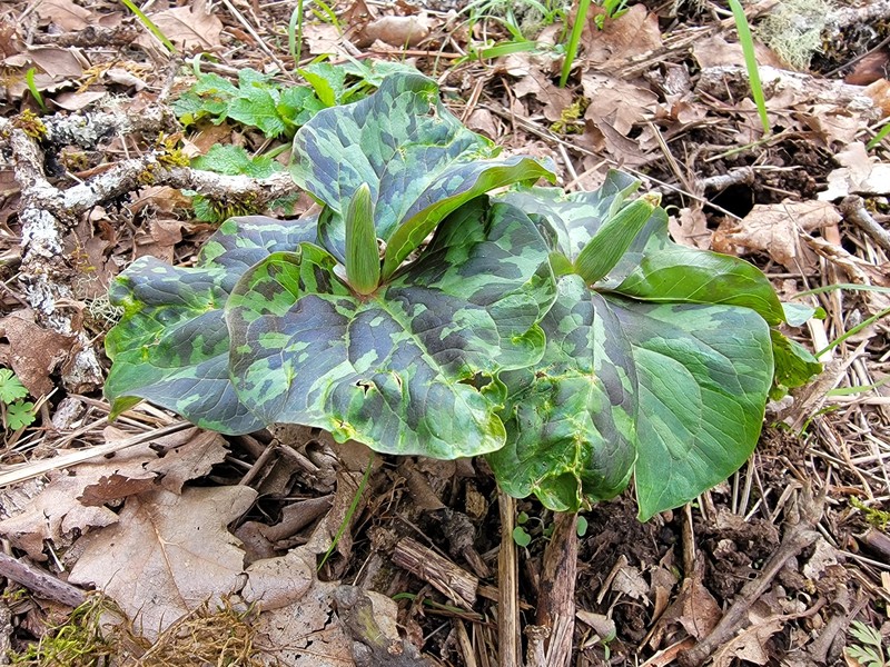 Trillium albidum subsp. albidum photo 4