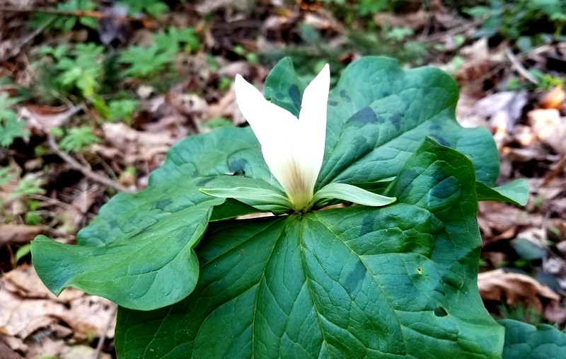 Trillium albidum subsp. albidum photo 5