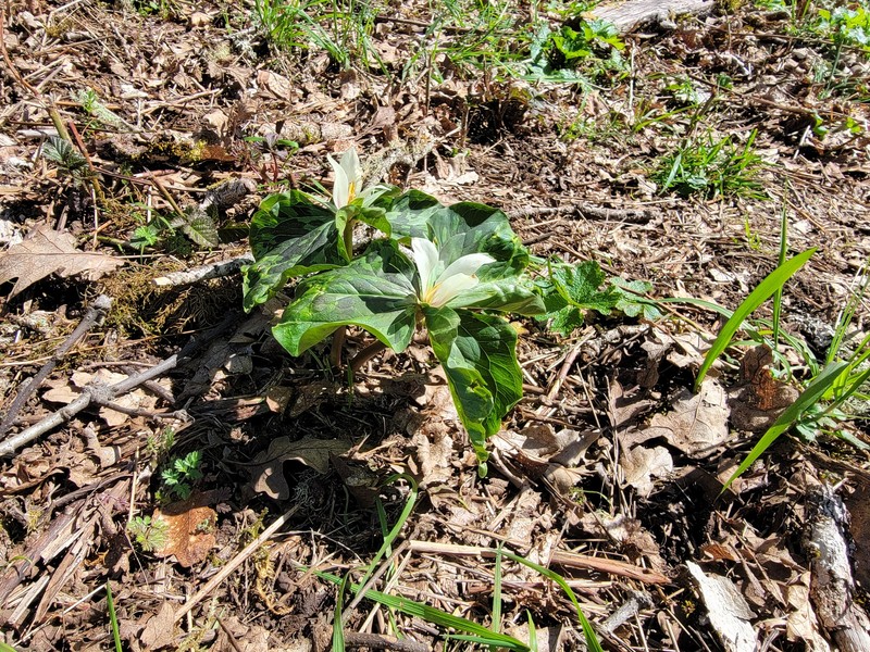 Trillium albidum subsp. albidum photo 6