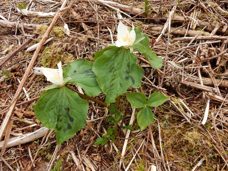 Trillium albidum subsp. albidum photo 7